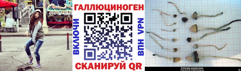где можно купить   Саратов  Галлюциногенные грибы Psilocybe 